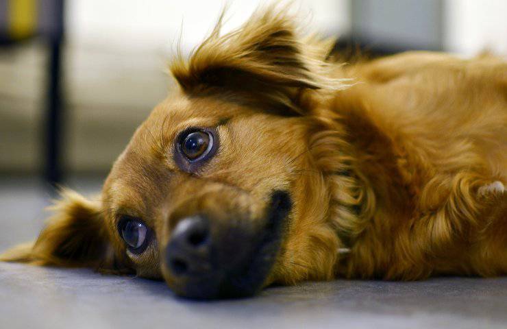 Il cane era rimasto solo dopo il malore del suo anziano proprietario. La Polizia locale e i volontari lo hanno preso in custodia fino al ritorno del padrone.