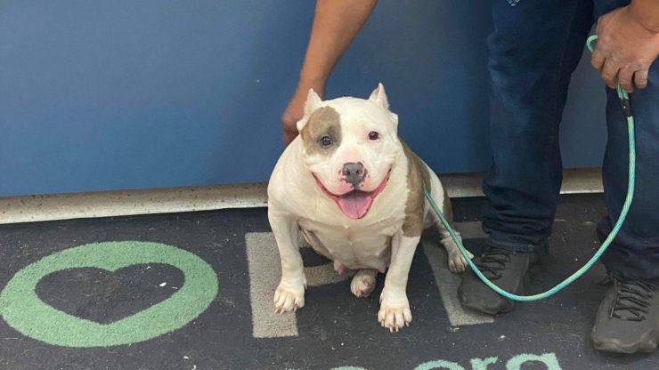 La cagnolina Ginger è stata ritrovata dopo cinque anni grazie a un post sui social: la sua famiglia non aveva mai perso la speranza.
