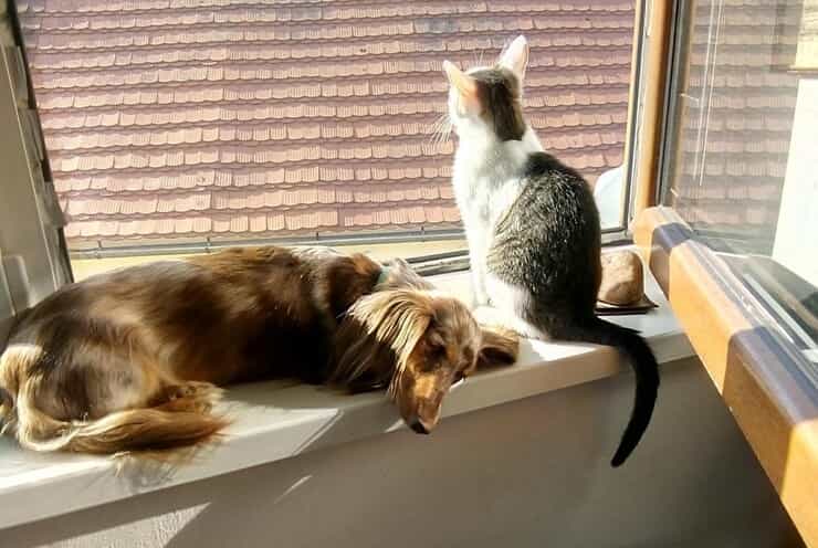 Un 59enne trovato senza vita nel suo appartamento. A dare l’allarme i vicini, colpiti dai versi degli animali che non hanno mai abbandonato il loro amato umano.