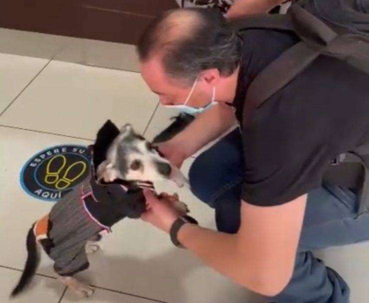 Dopo 22 giorni in terapia intensiva, il cane Jota torna a casa tra gli applausi