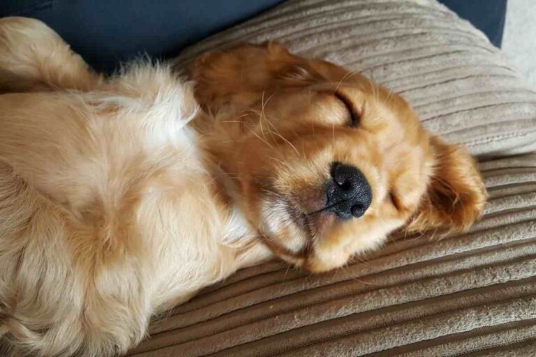 Una donna ha impedito la soppressione di una cocker spaniel anziana, scoprendo che l’animale era incinta. Ora la cagnolina e i suoi cuccioli sono salvi.