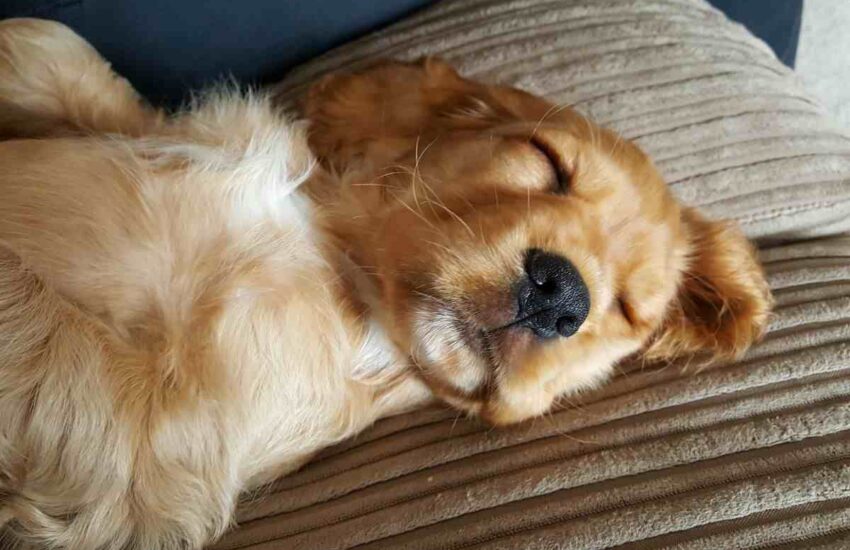 Una donna ha impedito la soppressione di una cocker spaniel anziana, scoprendo che l’animale era incinta. Ora la cagnolina e i suoi cuccioli sono salvi.