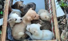 In Brasile, a Caxias do Sul, la Pattuglia Ambientale ha trovato e messo in salvo sette cuccioli di cane lasciati vicino a una discarica abusiva.