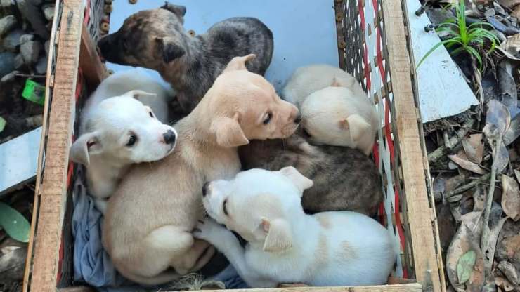 In Brasile, a Caxias do Sul, la Pattuglia Ambientale ha trovato e messo in salvo sette cuccioli di cane lasciati vicino a una discarica abusiva.