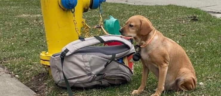 La Wisconsin Humane Society racconta la storia di una cagnolina lasciata con le sue cose più care e un biglietto. Ora è al sicuro e in attesa di una nuova famiglia.