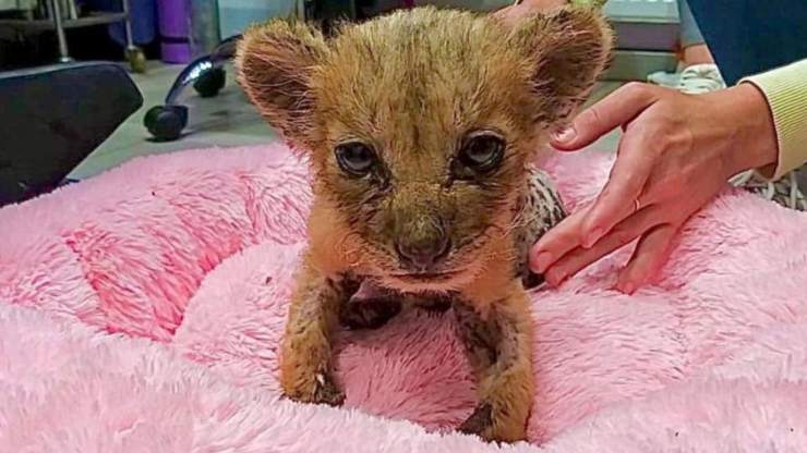 Abbandonato cucciolo, Simba è stato salvato da un garage vicino Mosca e oggi vive libero e curato in un santuario in Italia.