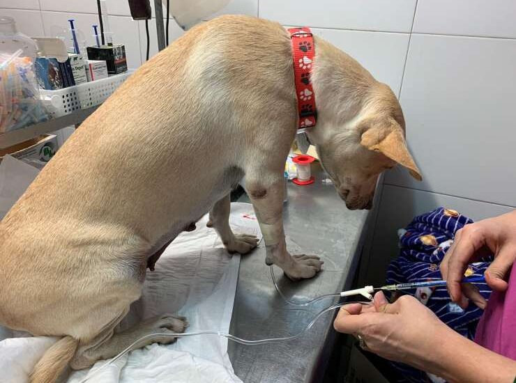 Una storia di fedeltà e tradimento arriva dal Messico, dove una cagnolina di nome Estrellita è stata trovata immobile per tre giorni consecutivi lungo una strada trafficata, nel punto esatto in cui era stata abbandonata dalla sua famiglia.