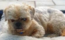 Morris, uno shi tzu di sei anni cieco e malato, è stato abbandonato dal padrone. Ora ha trovato un insolito compagno di vita: una spazzola.