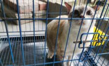 In Malesia, un ex dirigente bancario ha lasciato il lavoro sicuro per fondare un rifugio che oggi ospita oltre 260 gatti randagi e maltrattati.
