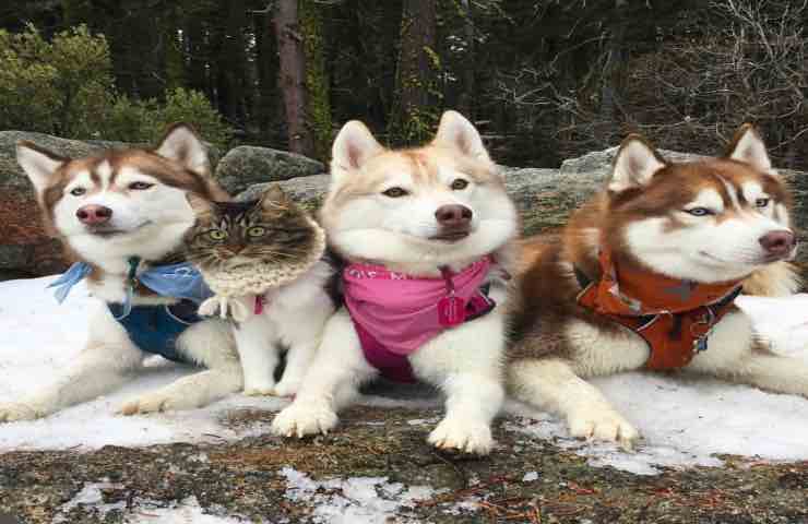 Tre Husky salvano una gattina di due settimane e la accolgono nel branco