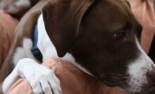 Separati per tre anni, un veterano e il suo cane si ritrovano ma devono dirsi addio. Coco trova però una nuova casa e una missione speciale.