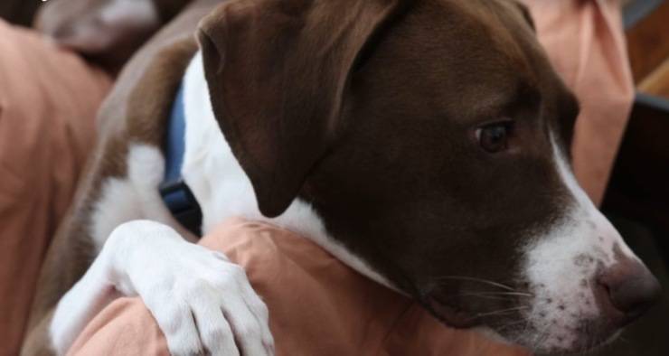 Separati per tre anni, un veterano e il suo cane si ritrovano ma devono dirsi addio. Coco trova però una nuova casa e una missione speciale.