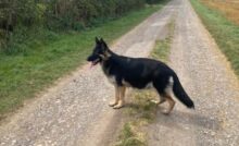 A volte un semplice gesto di solidarietà può trasformarsi in qualcosa di molto più grande. È quanto accaduto a Lucie, una donna del North Yorkshire, che ha deciso di accogliere una cagnolina destinata all’eutanasia, senza immaginare che insieme a lei avrebbe salvato altre dieci piccole vite.