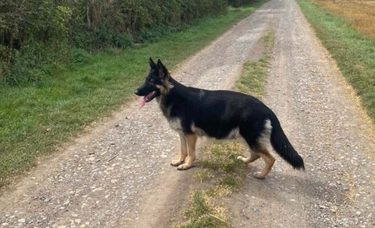A volte un semplice gesto di solidarietà può trasformarsi in qualcosa di molto più grande. È quanto accaduto a Lucie, una donna del North Yorkshire, che ha deciso di accogliere una cagnolina destinata all’eutanasia, senza immaginare che insieme a lei avrebbe salvato altre dieci piccole vite.