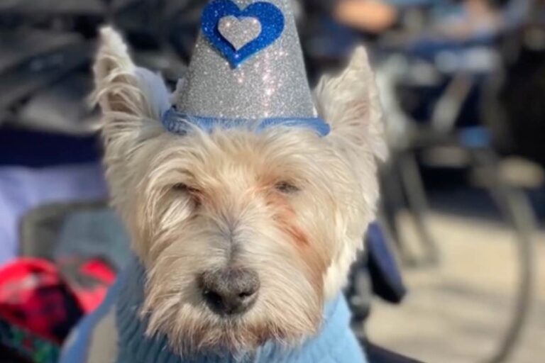 Palloncini, abiti speciali e una passeggiata in passeggino: così la famiglia ha celebrato i 14 anni del piccolo Hugo, trasformando il suo compleanno in magia.
