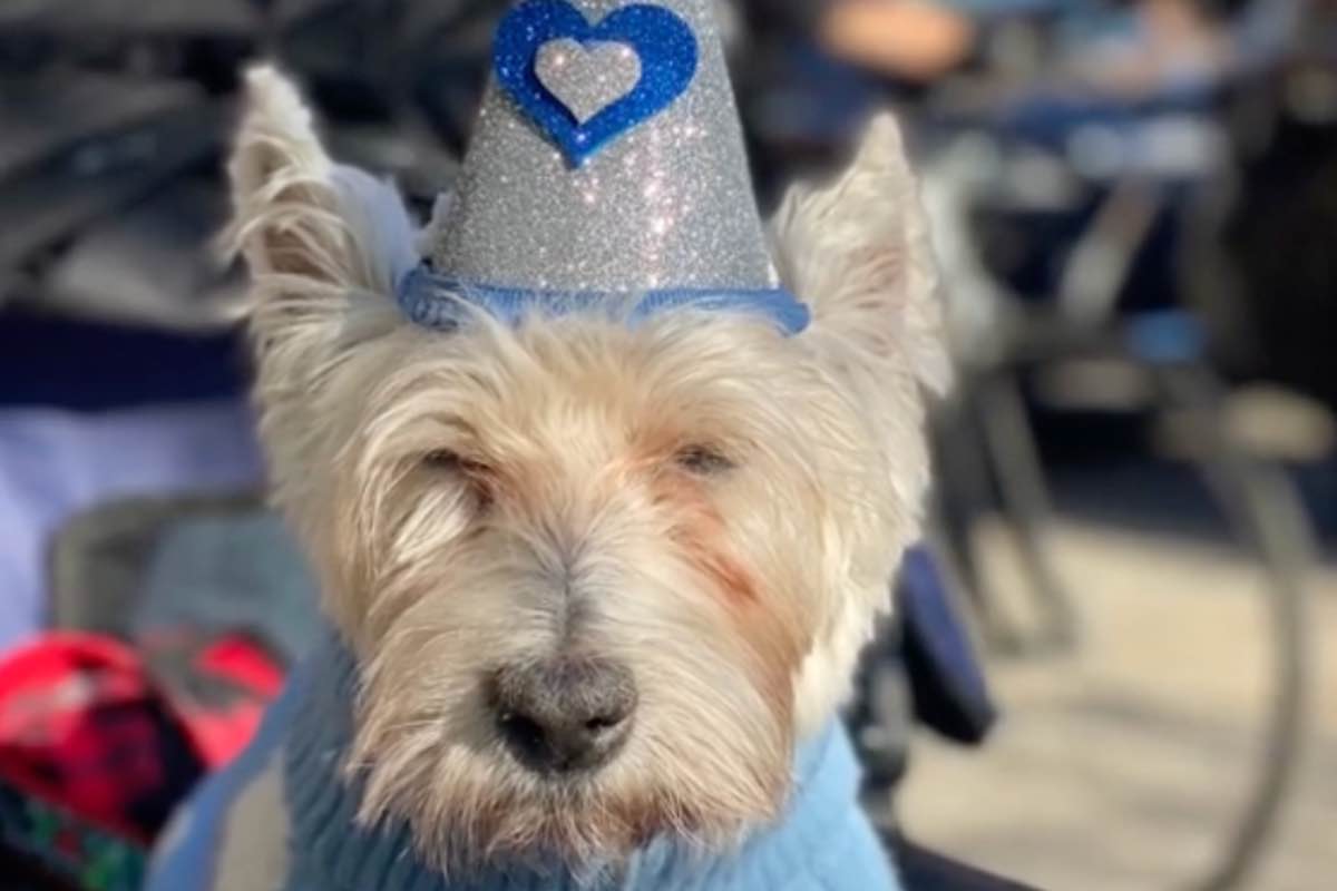 Palloncini, abiti speciali e una passeggiata in passeggino: così la famiglia ha celebrato i 14 anni del piccolo Hugo, trasformando il suo compleanno in magia.
