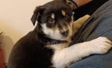 Un cagnolino immobilizzato in carreggiata per problemi alle zampe posteriori è stato tratto in salvo e presto inizierà una nuova vita in famiglia.