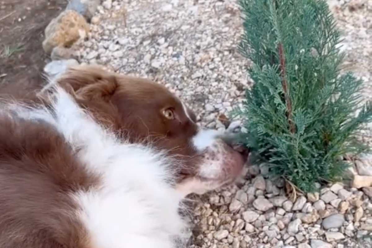 A Brescia la storia di Bamboo commuove tutti: il cane resta accanto alla tomba della sua amica Carla, un pastore tedesco di 9 anni scomparso da poco.