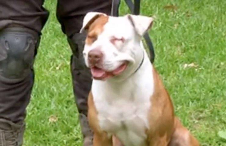Il cane ha vegliato per settimane sul luogo dove il suo proprietario è morto, commuovendo medici e passanti a Callao, in Perù.