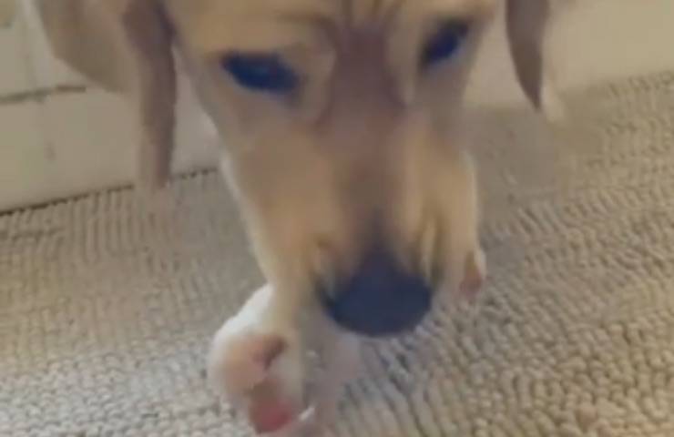 Un’adorabile mamma Golden Retriever è diventata virale sui social per la sua premura nel mettere in salvo i suoi cuccioli, uno per uno.