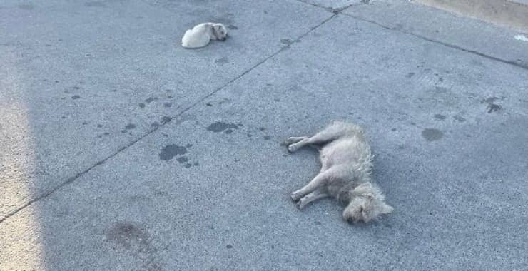 La Fundación Laika Protectora de Animales ha salvato una cagnolina e il suo cucciolo abbandonati in strada: ora per loro inizia la speranza di una nuova vita.