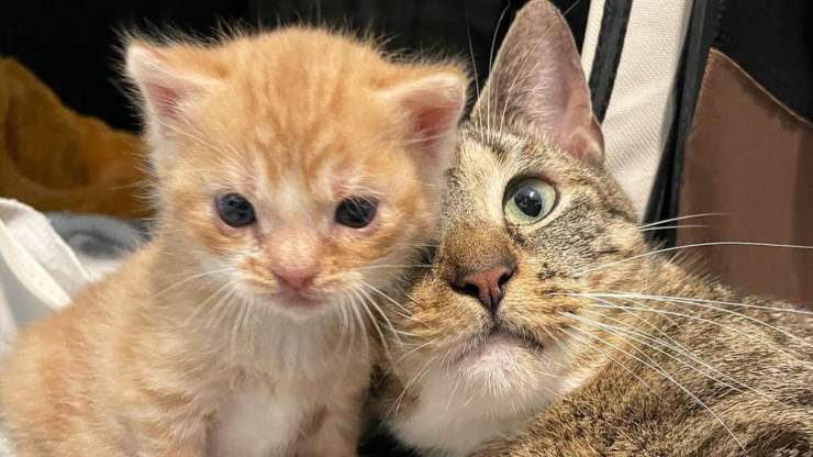 Arrivata incinta in un rifugio di Indianapolis, Bunny ha perso tre piccoli. Ora dedica tutto il suo amore al gattino sopravvissuto, Dash, che cresce forte e giocoso.