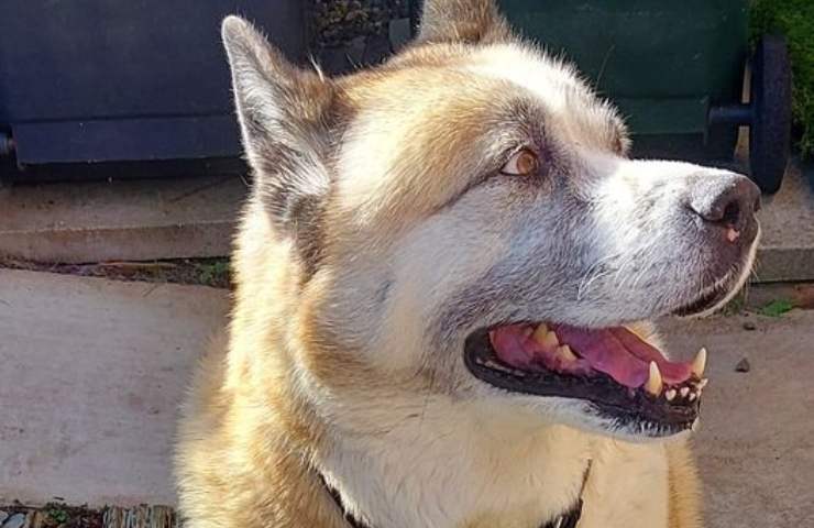 Cane veglia il padrone morto per due giorni: Marley salvato dalla polizia