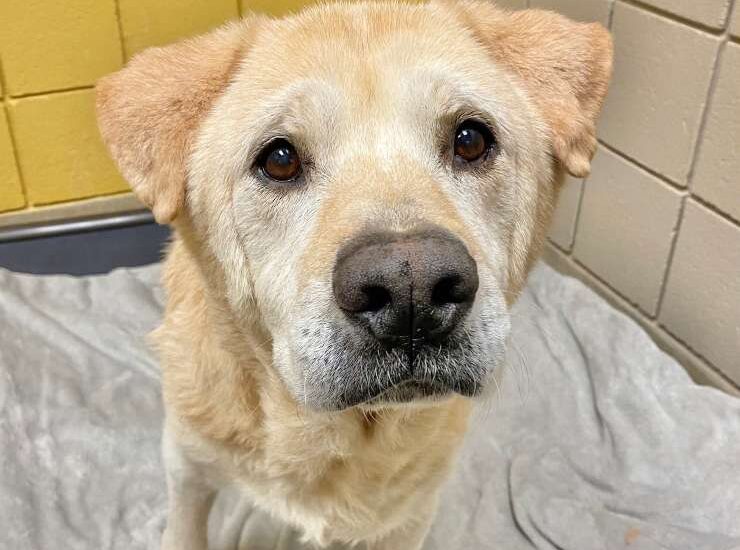 Dopo sette restituzioni in canile, il cane anziano Martin trova finalmente la sua casa per sempre La vita non è sempre gentile, e Martin lo sa bene. Questo cane di dieci anni ha affrontato momenti difficili dopo che il suo anziano proprietario, ormai 89enne, non è più riuscito a occuparsi di lui. Così, con grande dolore, l’uomo ha deciso di affidarlo alla SPCA di Wake County, negli Stati Uniti, sperando che potesse trovare una nuova famiglia disposta ad amarlo. Martin è arrivato in rifugio con un carattere dolce e pacato, conquistando subito i volontari con il suo muso da orsacchiotto. Tuttavia, la sua età ha reso le adozioni più complicate del previsto: nel giro di due mesi è stato restituito per ben sette volte, tra cambi di idea e difficoltà dei nuovi proprietari nel gestire un cane anziano. Per aiutarlo, il rifugio ha condiviso la sua storia sui social. In poche ore, il post ha fatto il giro del web e ha raggiunto migliaia di persone. Tra loro, una coppia con esperienza nell’accudire cani senior si è fatta avanti, pronta ad accogliere Martin senza timori. Oggi, finalmente, il vecchio cane può vivere i suoi anni d’oro circondato dall’affetto di una nuova famiglia, con la speranza che questa volta sia davvero per sempre.