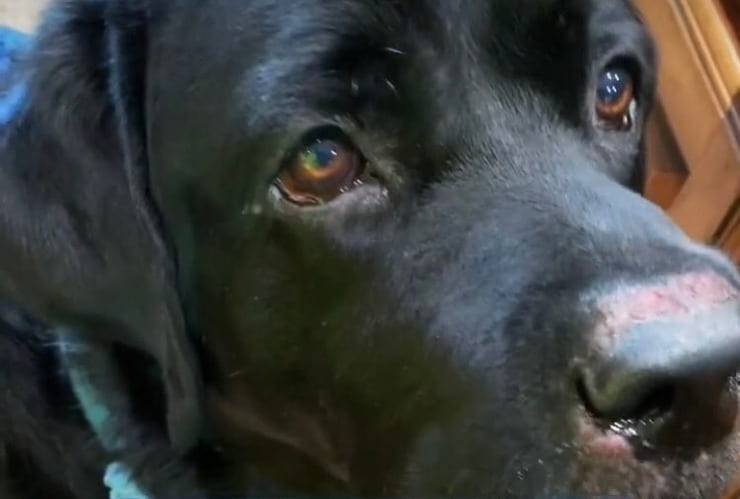 Scomparsa durante una passeggiata, una donna di 63 anni è stata ritrovata grazie alla fedeltà del suo Labrador Max, che non l’ha mai lasciata sola.