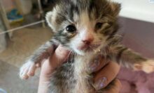 Unica superstite di una cucciolata, May ha perso i fratellini ma ha trovato conforto nella volontaria che l’ha curata giorno e notte.