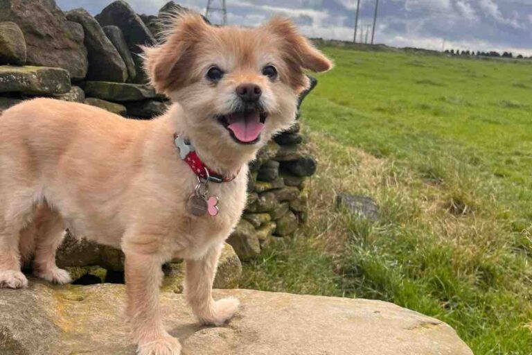 A 14 anni Ollie era stato abbandonato dal suo umano. Oggi corre felice nella natura, battendo il record più importante: ritrovare la gioia di vivere.