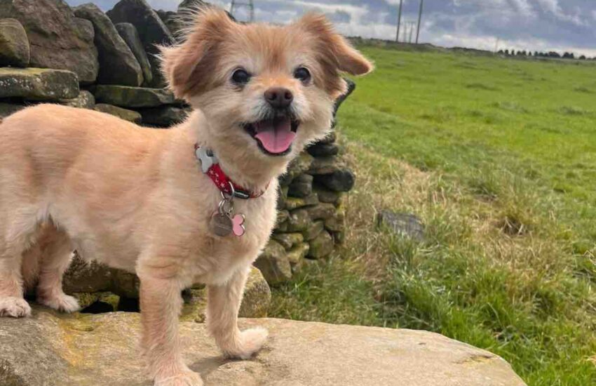 A 14 anni Ollie era stato abbandonato dal suo umano. Oggi corre felice nella natura, battendo il record più importante: ritrovare la gioia di vivere.
