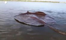 Nel fiume Mekong individuato un esemplare di pastinaca gigante di dimensioni record, un segnale di speranza per la biodiversità a rischio.