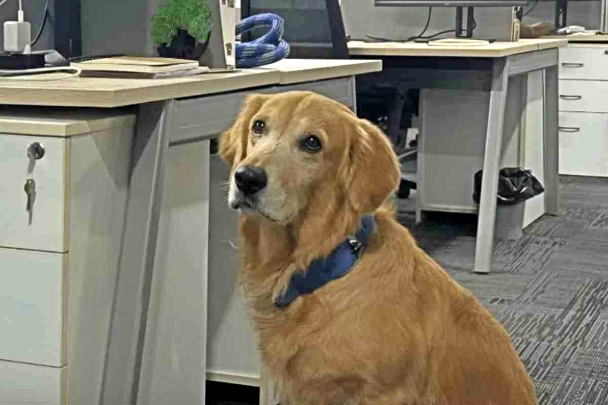 Un golden retriever tra le scrivanie, nominato il nuovo “responsabile della felicità” dell’azienda
