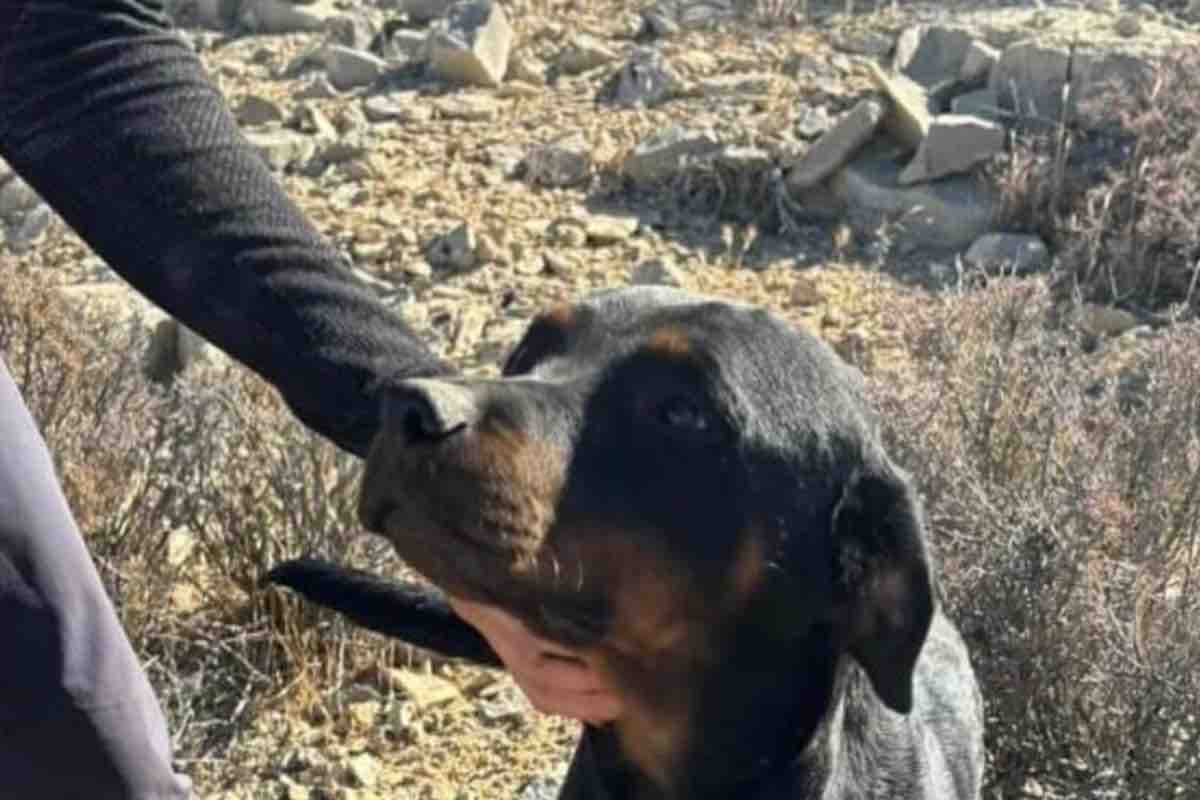 Un uomo in bici nel deserto californiano ha salvato una Rottweiler abbandonata. Solo dopo ha scoperto che la cagnolina stava per diventare mamma.
