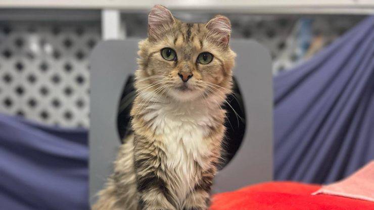 Sweetie, la gatta pelle e ossa che ha trovato una casa per sempre
