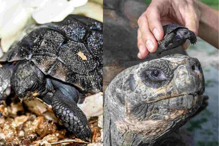 La tartaruga gigante delle Galapagos stabilisce un record mondiale