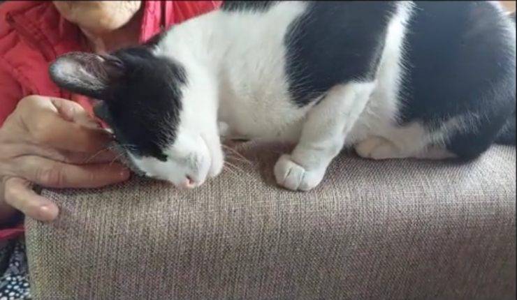 Un video su TikTok mostra il dolore di Toby, gatto di 5 anni, che si accoccola su un oggetto appartenuto alla sua amata umana Viviana, scomparsa un mese fa.
