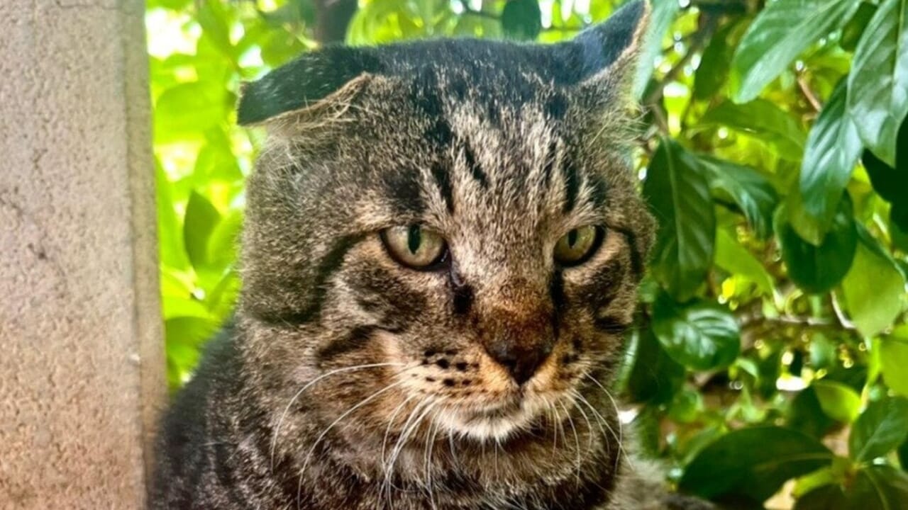 Dato per morto dopo l’aggressione di un lupo, il gatto Boris è tornato a casa a Venturina, ferito ma vivo: una storia che ha sorpreso tutti.