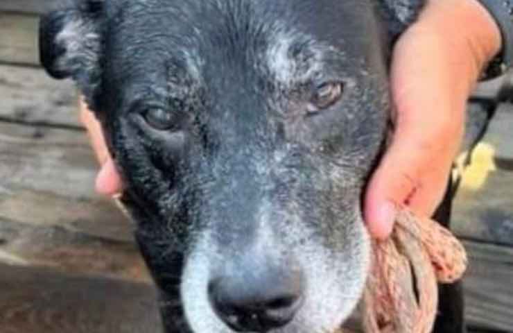 A 11 anni, Tyron si è tuffato in mare e ha nuotato senza sosta verso il largo. Forse cercava il suo amato padrone, morto lo scorso gennaio.