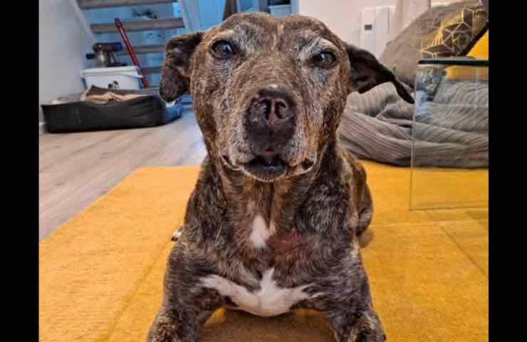 Albie adottata dopo 5 anni in canile: la nuova vita della cagnolina salvata