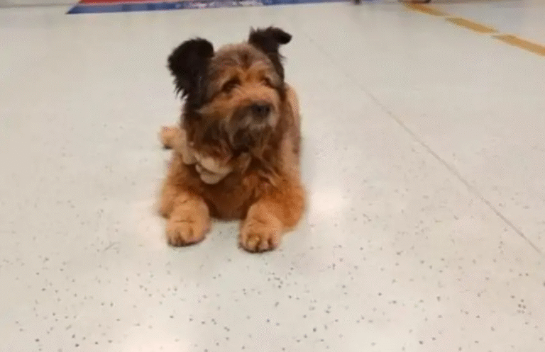 Un cagnolino ha conquistato i social con la sua incredibile dimostrazione di amore e fedeltà. Il piccolo quattro zampe è stato ripreso mentre attendeva il ritorno del suo padrone alla stazione, scatenando la tenerezza di milioni di utenti su TikTok.