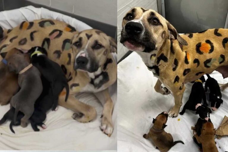 Legata sotto quasi 40 gradi in Arizona, cercava di proteggere i suoi nove cuccioli. Ora è salva e pronta per una nuova vita.