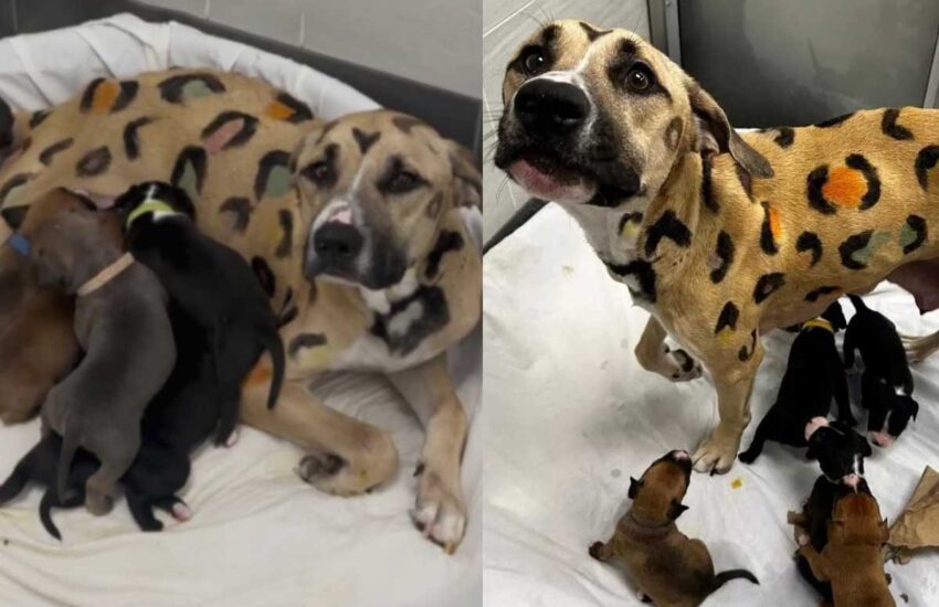 Legata sotto quasi 40 gradi in Arizona, cercava di proteggere i suoi nove cuccioli. Ora è salva e pronta per una nuova vita.