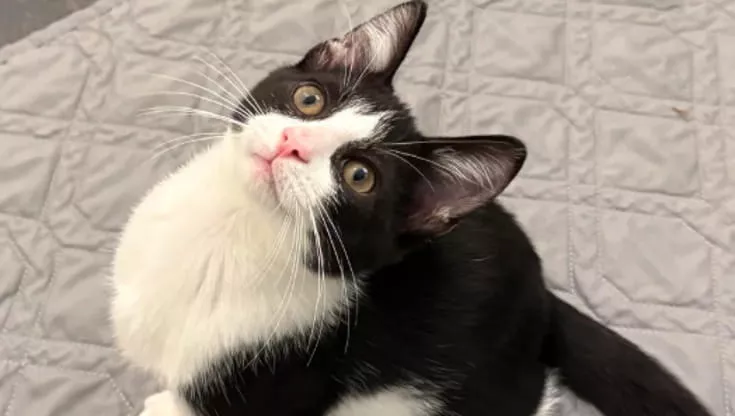 Adottato e riconsegnato in pochi giorni, Little è finito in quarantena per una malattia sospetta. Ma chi lo aveva cresciuto non lo ha lasciato solo.