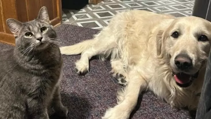 Dopo anni di solitudine e paura, il cane Bruce ha scoperto serenità grazie all’amicizia speciale con Dante, un gatto adottato dopo un incendio.