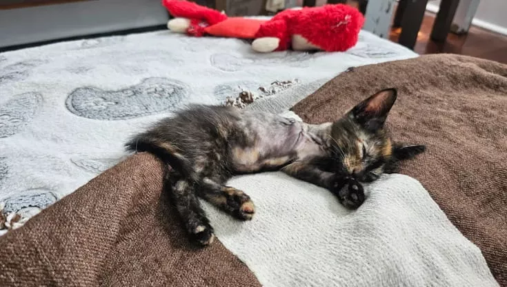 In Brasile una coppia nota un piccolo gatto immobile sulla rampa di un’autostrada. Sembrava morto, ma respirava ancora: ora vive al sicuro in famiglia.