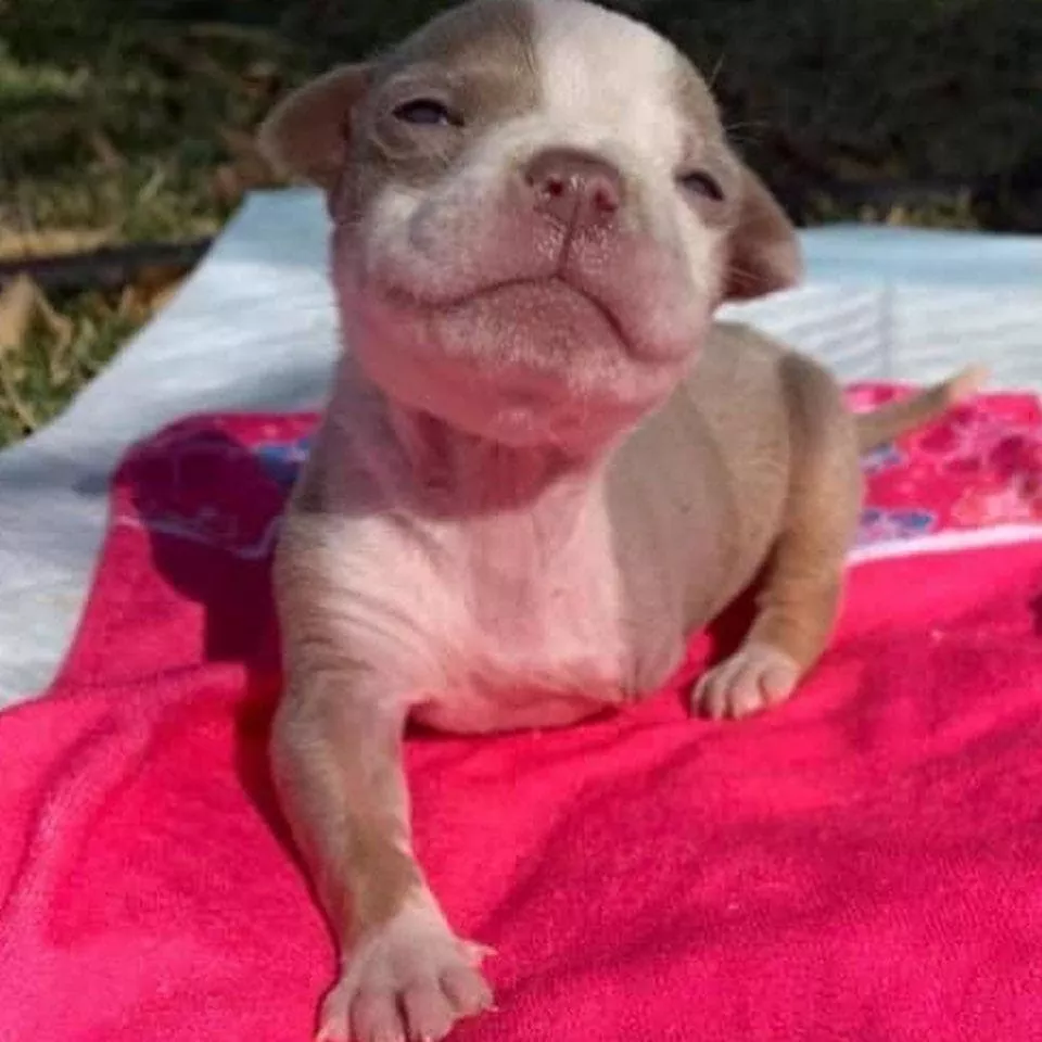 Nata con una zampa gravemente lesionata e destinata alla soppressione, Nebula è stata salvata da una veterinaria e ha conosciuto due anni di felicità.