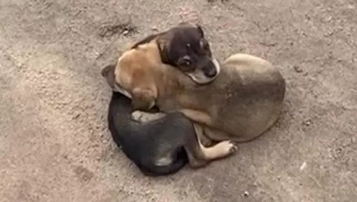 In mezzo a una strada sterrata dell’entroterra di Calçado, due cagnoline trovate strette l’una all’altra. Salvate da un missionario, ora sono al sicuro.