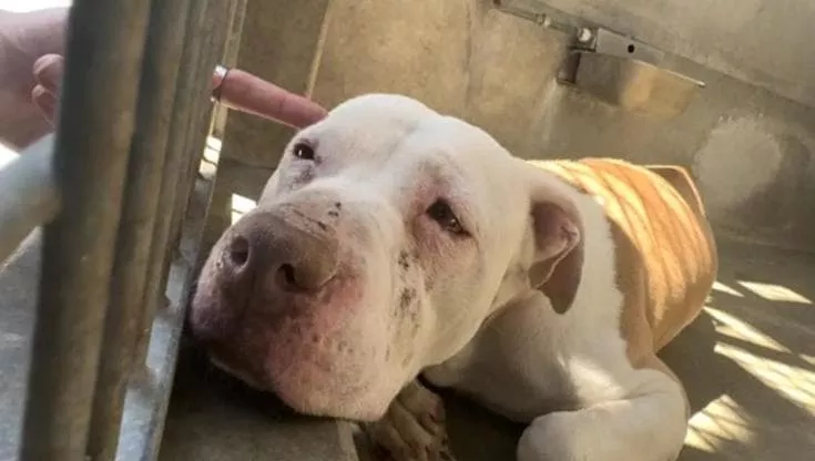 Le lacrime di Sadie hanno colpito il cuore di una volontaria: un video sui social ha fatto il resto, regalandole una casa e una nuova vita.